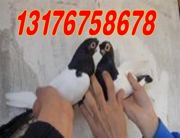 ֳָ͸ƷԪλֳ