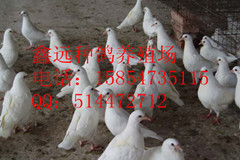 ½ֳг۸