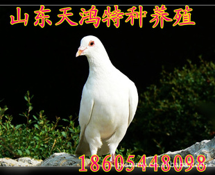 룬ӵָ