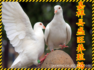 ذֳ緱ֳǿ,