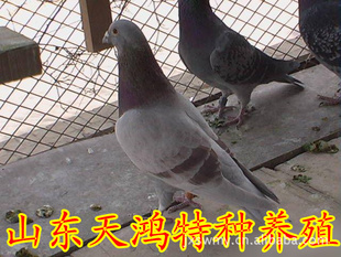 ̩Ա.롢ū롢͸