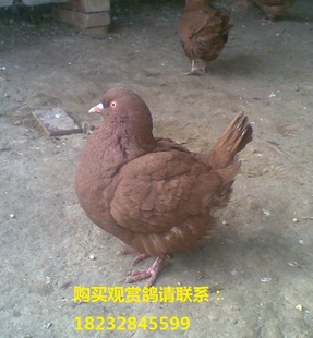 ͸룺ԪӸͷŮβ뼰͸