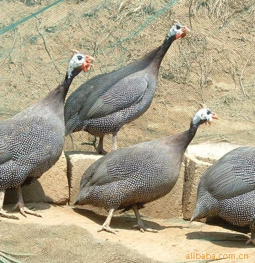 ޹鼦