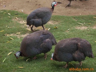¡鼦