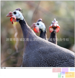 ɽ鼦鼦磨