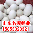 쵰ֳֶ