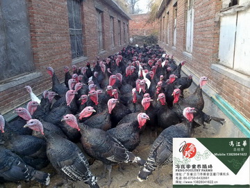 㶫硢硢㽭硢ջ硢