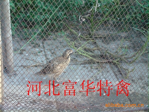 50ɽ籣ʯׯżҿ