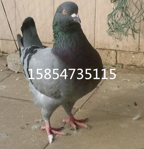 ½ԪгԪָ۸
