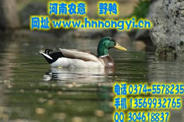 ϶ֳҰѼֳ