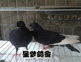 活体鸽观赏鸽玩赏鸽宠物鸽好看的鸽子漂亮鸽(玉翅一对)