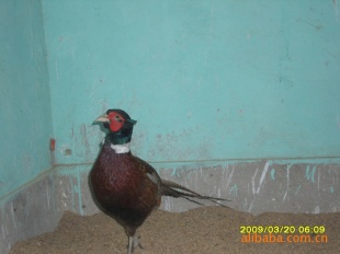 ƷҰ