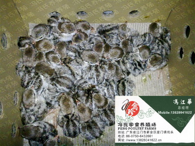 㶫硢硢硢㽭