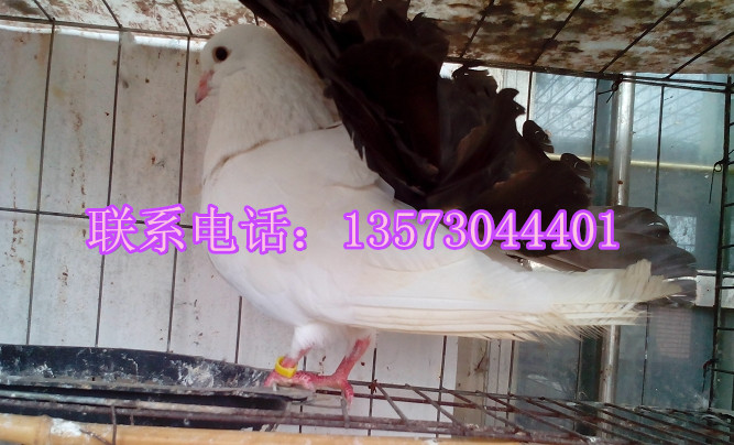 Ӧ͸۸񣬷β۸۸