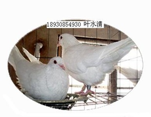 1500ָ뿪ʼ