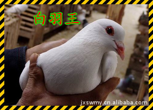 ʢֱֳ