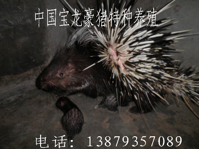úúӦ