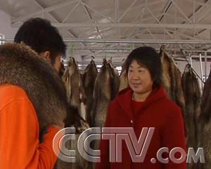 欢迎来狐貉貂养殖地大量狐狸皮貉子皮