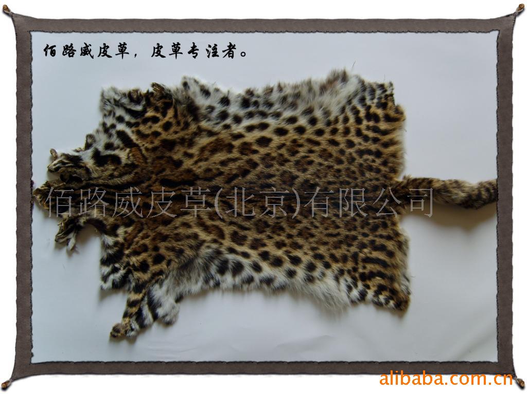 Ƥţleopard)