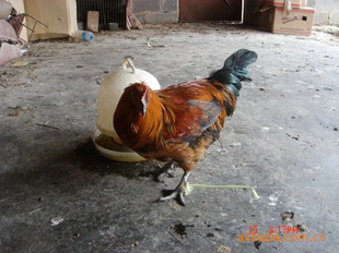 ԴëŴ綨