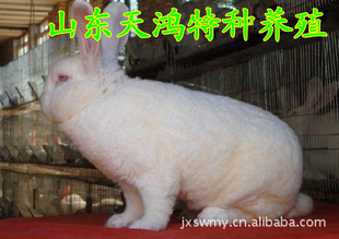 봴̡·ϵ̡·ϵ̡Ѫͳ