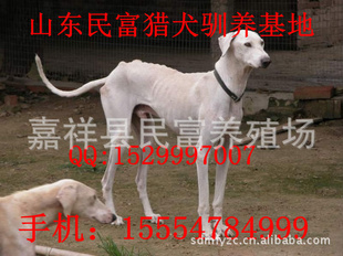 Ȯ--羽