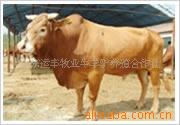 肉牛-肉牛价格-肉牛养殖,买肉牛到山东运丰养殖场肉