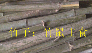 Ի
