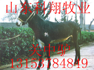 ¿ֳ