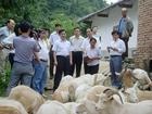 鲁西南白山羊山东肉羊屠宰南方各省