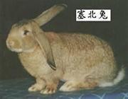 żҿԭ