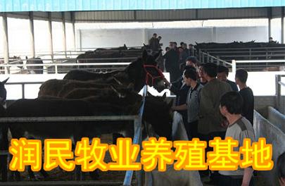 江油有卖驴的,江油养驴赚钱,江油养驴地