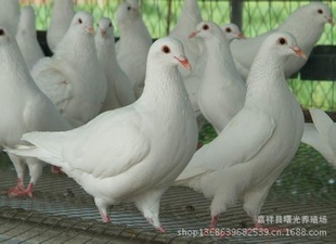 ָ룬ָ룬룺0537-6782555