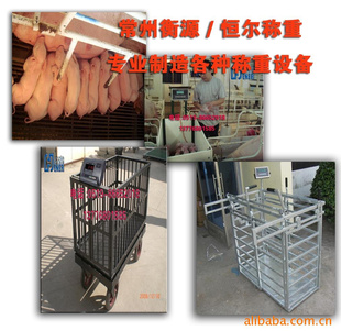 称重牲畜秤/屠宰场电子秤/滚道电子称