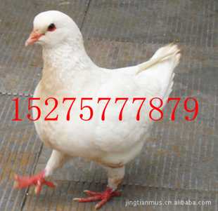Ҫ۹͸͸͸Ů