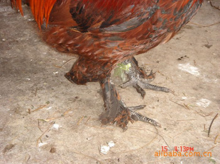 ԴëŴ綨Ӫ