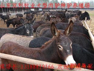 ֳ¿¿硢ƿ
