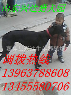 ȫȮȮ̻ݱȮȮ