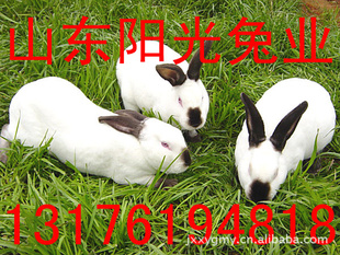 Ǯһֻ$ü۸