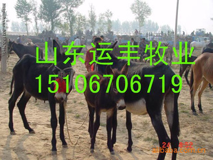ӱسṩ¿ֳС¿Լ۸
