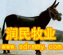 郑州可以养驴,郑州养驴赚钱,郑州肉驴地