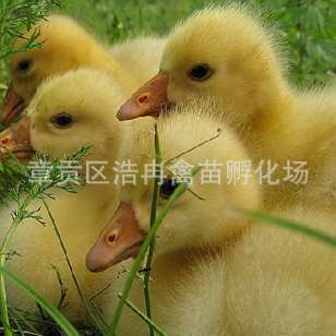 磨磩