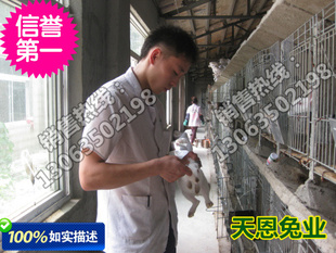 想致富养獭兔投资小利润大繁殖快周期短免费学习养殖技术
