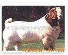 我在养殖育肥小牛犊肉牛山东运丰牧