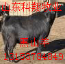 屠宰养殖黑山羊