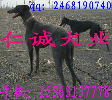 ȮȮȮȮ۸ֳȮֳ