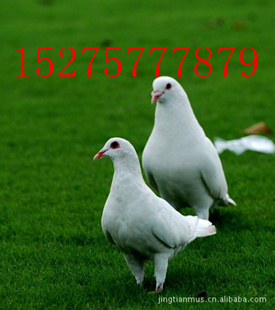 Ƿ˸˸“