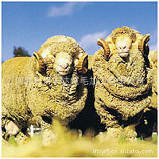 ֻëëëë⣬woolnoil