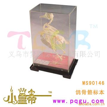 Сʵۡ걾MS90146
