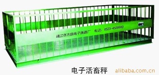 电子活畜秤|活畜秤|活畜磅秤